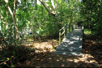 cahuita national park attraction page marsh bridge 
 - Costa Rica