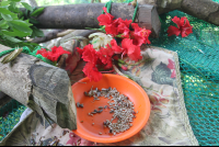 seeds and flowers monkey food 
 - Costa Rica