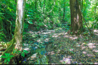 Creek
 - Costa Rica