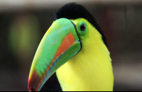 Jaguar Rescue Center Keel Bill Toucan
 - Costa Rica