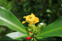 pura vida gardens little flower 
 - Costa Rica