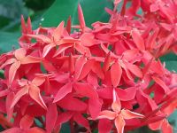 Red Flowers
 - Costa Rica