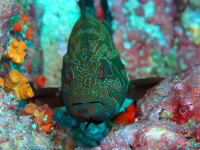 Colorful Fish Near Cano Island
 - Costa Rica