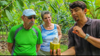 Open Cacao Fruit Finca Kobo Chocolate Tour
 - Costa Rica