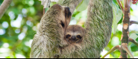 manuel antonio destination three toed sloth 
 - Costa Rica