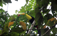 anhinga lodge keel billed toucan 
 - Costa Rica