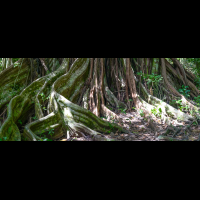 tree on rio claro trail sirena ranger station corcovado national park 
 - Costa Rica