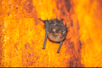 bat cabuya 
 - Costa Rica