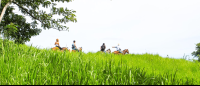 Three Tourist At A Mountain Ridge Horseback Riding
 - Costa Rica