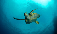 Sea Turtle Swimming
 - Costa Rica