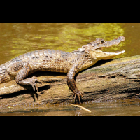 caiman tortuguero 
 - Costa Rica