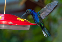 Blue Hummingbird Monteverde
 - Costa Rica