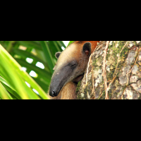 corcovado anteater 
 - Costa Rica