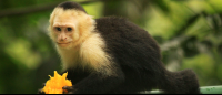 manuel antonio destination capuchin eats mango 
 - Costa Rica