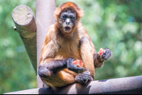 spider monkey eating papaya parque simon bolivar san jose 
 - Costa Rica