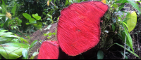 tortuguero national park attraction red tree 
 - Costa Rica