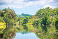 Sierpe Canal Reflexions Going To Chocuaco Waterfalls
 - Costa Rica