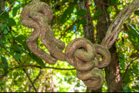 vine tree cabo blanco
 - Costa Rica