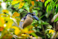 Turtle Beach Lodge Boat Billed Heron
 - Costa Rica