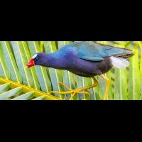 purple gallinule on sierpe mangler
 - Costa Rica
