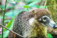 Coati Feeding Cabo Blanco Reserve
 - Costa Rica