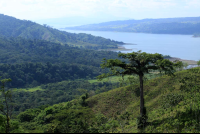 rancho margot tree lake arenal 
 - Costa Rica