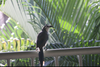 white throated magpie sol samara 
 - Costa Rica