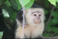 mama capuchin baby on back 
 - Costa Rica