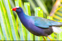 Purple Gallinule Clambering On A Palm
 - Costa Rica