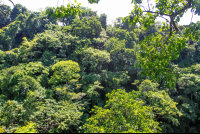 Surrounding Forest Of Sun Trail Canopy Location
 - Costa Rica