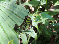 Gandoca Manzanillo Wildlife Refuge Butteryfly
 - Costa Rica