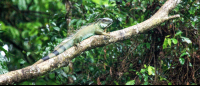 tortuguero national park attraction green iguana 
 - Costa Rica