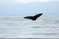 ballena national marine park tail 
 - Costa Rica