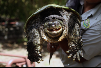 Serpentarium Snapping Turtle
 - Costa Rica