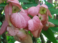 Pink Flowers
 - Costa Rica