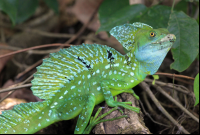 tortuguero in pictures emerald basilisk 
 - Costa Rica