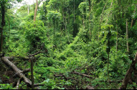 carara national park hole in the canopy 
 - Costa Rica