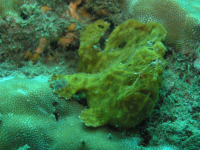 fish underwater 
 - Costa Rica