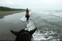 Jungle Beach Horseback Tour In Line
 - Costa Rica