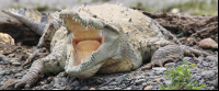 crocodile yawing on the shore of tarcoles river 
 - Costa Rica