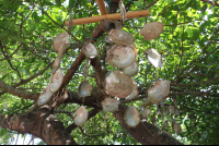 Oyster Shell Decoration El Lagarto
 - Costa Rica