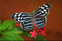 Banded Purple Wing Butterfly On Flowers La Paz
 - Costa Rica