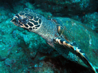 sea turtle underwater 
 - Costa Rica