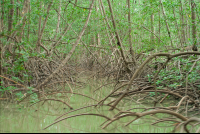 damas mangroves quepos 
 - Costa Rica