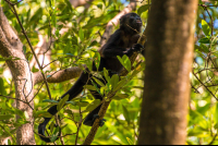 Monkey Moving On A Tree In The Tamarindo Estuary
 - Costa Rica