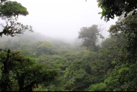 skywalk foggy view 
 - Costa Rica