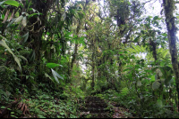 monetverde cloud forest reserve undergrowth 
 - Costa Rica