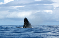 dominical destination cano island reserve breach 
 - Costa Rica