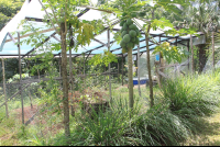 herb garden aquaponics tierrayfuego 
 - Costa Rica