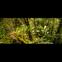 forest monteverde reserve 
 - Costa Rica
